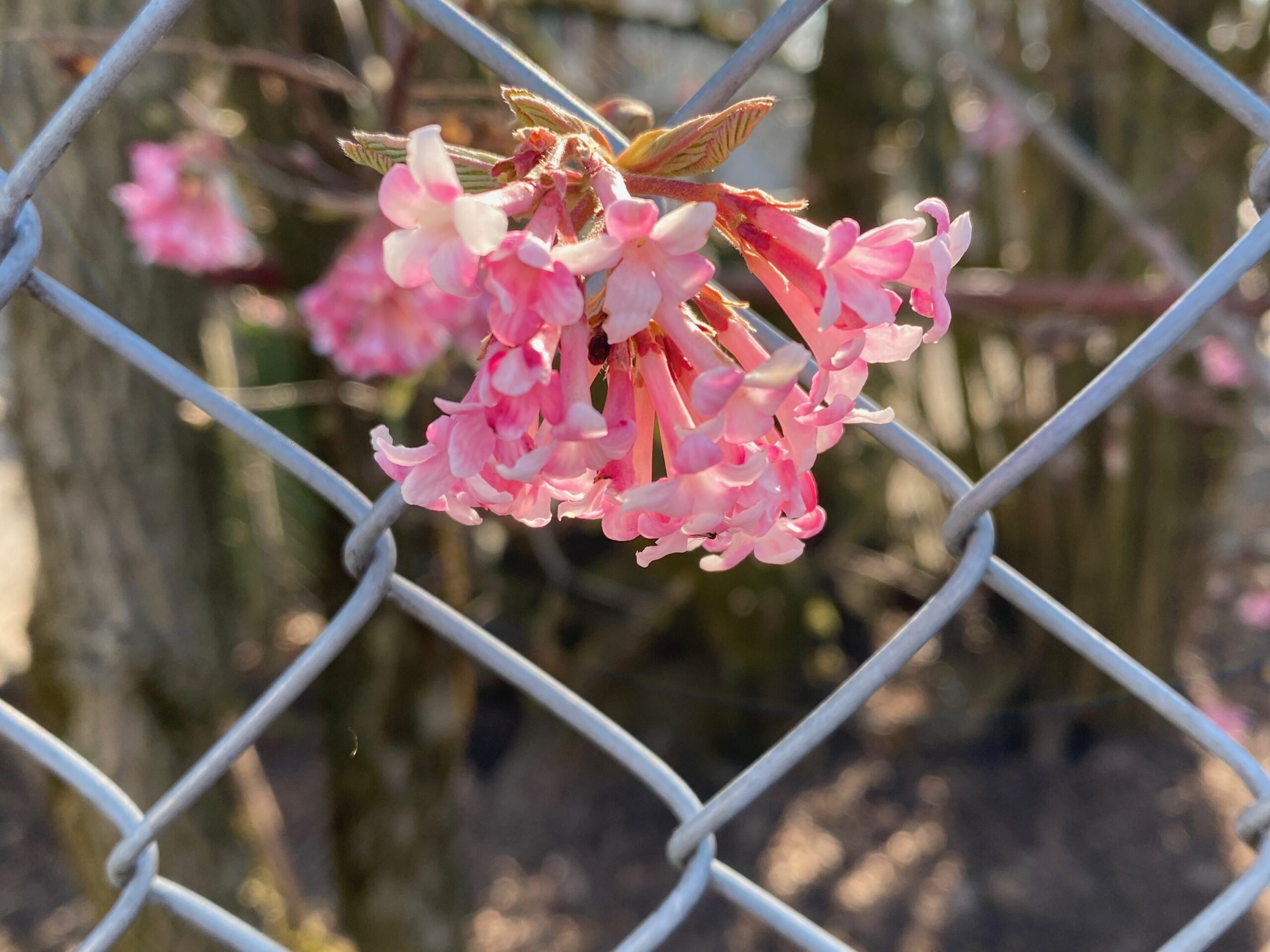 Unser Schulhaus – Frühlingserwachen